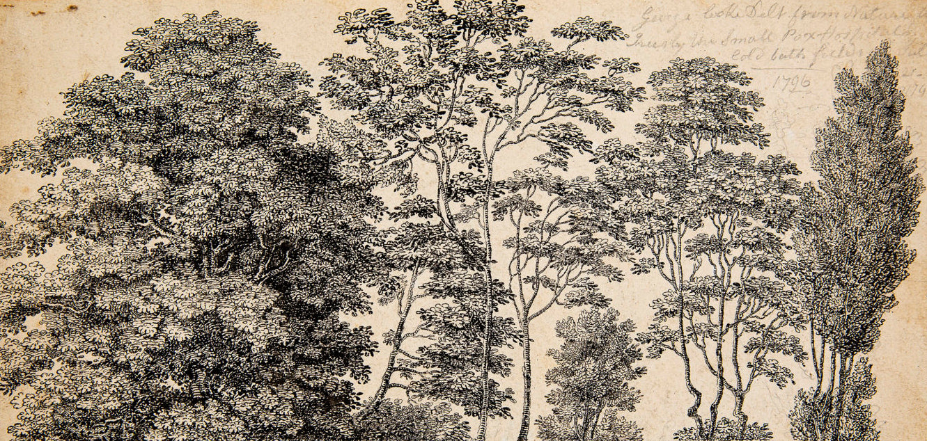 Detail from drawing of elm trees by George Coke.